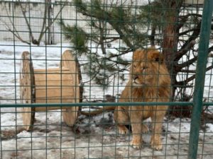 В Волгоградской области около 2000 хвойных деревьев измельчили в щепу