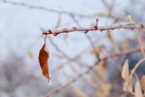 В начале новой недели Волгоградскую область ждет потепление до +6 ºС