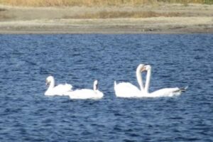 В водоеме на севере Волгограда обжились лебеди