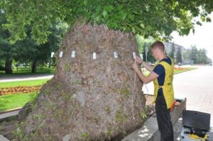 Тополь на Аллее героев в Волгограде поражён ядровой гнилью