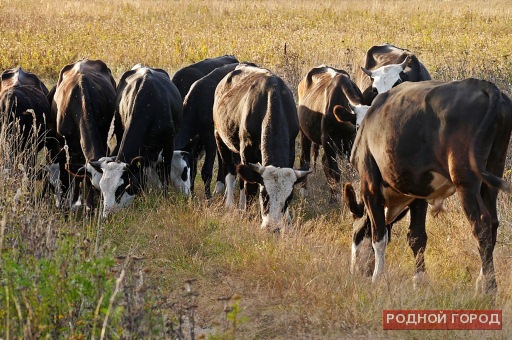 Правительство Волгоградской области выделяет средства на восстановление пастбищ