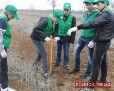 В Волгограде посадят сосны, березы и акации