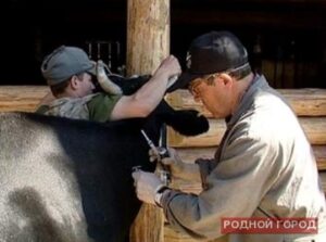 В Волгоградской области усилены меры безопасности для профилактики борьбы с вирусом ящера