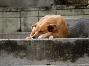 Собаке, в которую в упор выстрелил волгоградец, оказывают помощь