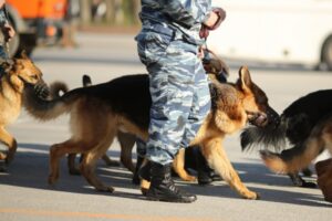 В Волгоградской области нашли пропавшего накануне 11-летнего мальчика