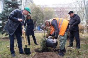 В центре Волгограда высадили 25 елей