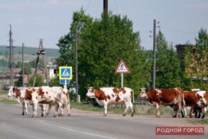 Водитель мотоцикла пострадал в ДТП из-за стада коров