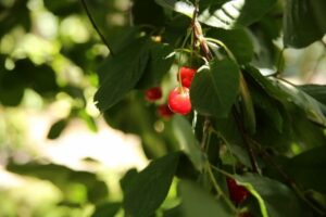 Волгоградские дачники теперь знают, какой сорт вишни самый вкусный