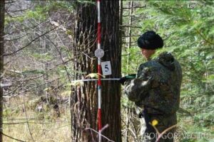 Леса Волгоградской области приведут в порядок