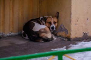 В Волгоградской области стало меньше бездомных животных