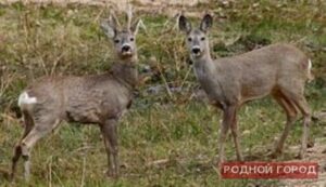 Под Волгоградом охотники на спор застрелили двух косуль