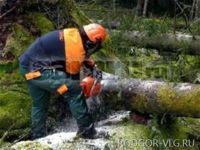 В волгоградских лесах проходят санитарно-оздоровительные рубки