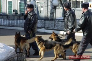 В новогодние праздники волгоградцев защитят 7 тысяч полицейских