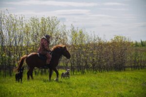 Пьяный пастух, гарцуя на лошади, угрожал волгоградке смертью от копыт