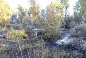 Под Волгоградом задержан виновник пожара в Волго-Ахтубинской пойме