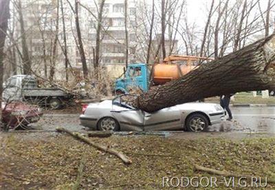 Сухое дерево разбило машины трех волгоградцев