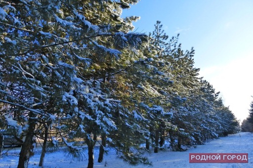 Минприроды Волгоградской области проводит День лесопользователя