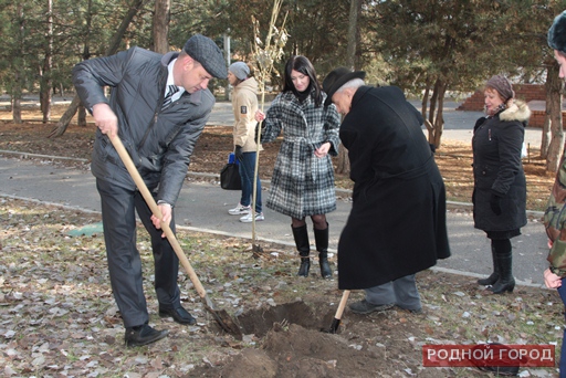 Минприроды Волгоградской области организовало высадку отростков Сталинградского тополя