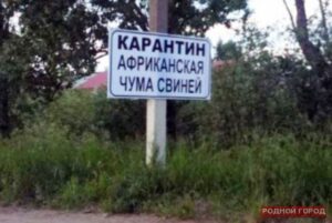 В регионе выявили диких кабанов с вирусом АЧС