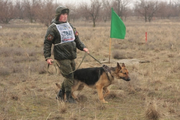 Волгоградские военные кинологи готовят овчарок  к соревнованию в Карачаево-Черкесии