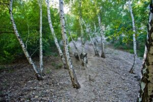 Жителей Волгоградской области предупредили об аллергии на пыльцу березы