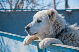 Глава СК поручил возбудить дело о нападении собак в Волгограде