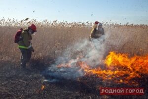 Волгоградцам запретят жарить шашлыки в лесу