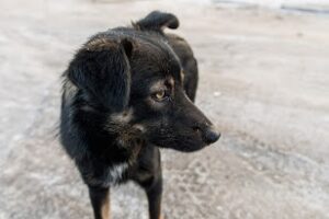 250 заявок отправили волгоградцы в чат-бот по отлову бродячих собак