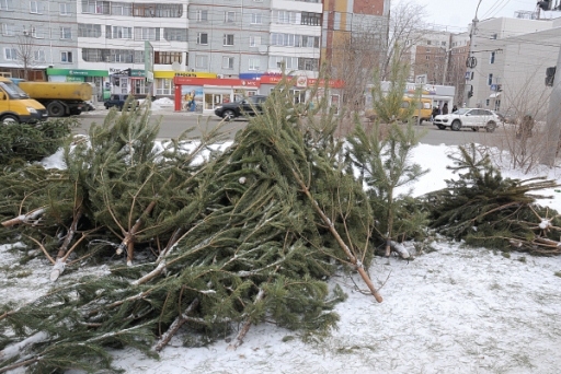 В Волгограде выброшенные ёлки перерабатывают в удобрения