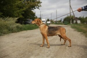 Для слабовидящих людей создали виртуальную собаку-поводыря