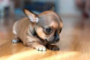 В Волгограде собачка зацепилась веком за пирсинг хозяйки