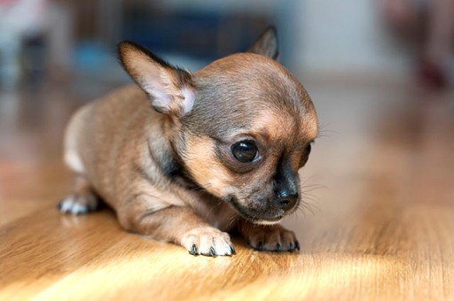 В Волгограде собачка зацепилась веком за пирсинг хозяйки