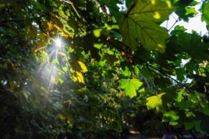 Волгоградцам рассказали о погоде в первые дни сентября