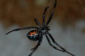 Паук-каракурт укусил 49-летнюю женщину под Волгоградом