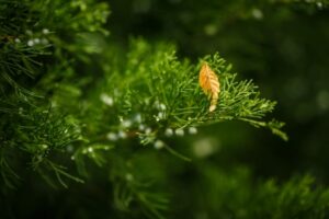 Неделя в Волгоградской области начнется со снега, сильного ветра и мороза -7ºС