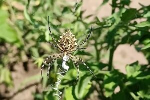 Волгоградцы испугались необычных пауков с ярким окрасом