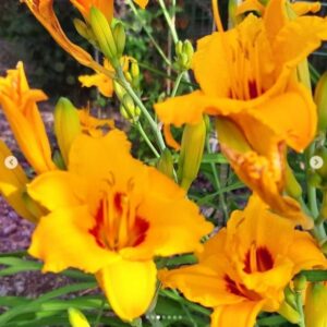 В волгоградском ботаническом саду зацвели солнечные лилейники