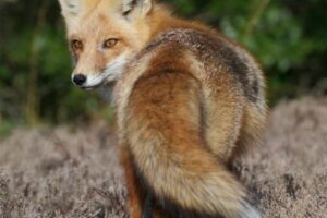 В Волгоградской области открыта охота на пушного зверя