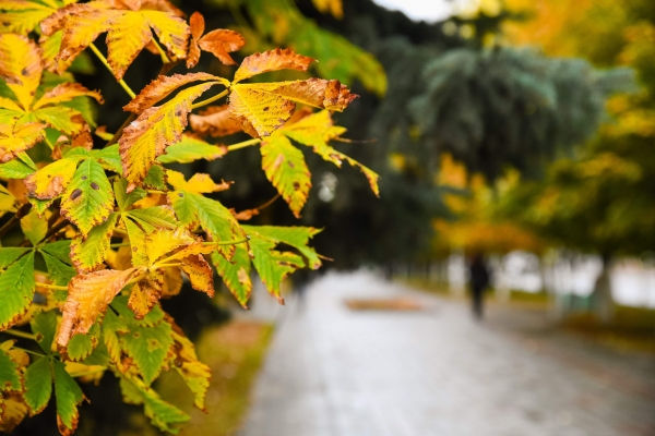 Тепло и ветрено: волгоградцам рассказали о погоде в начале недели