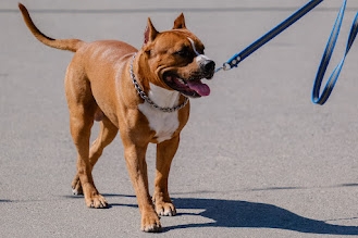 Кинолог рассказал волгоградцам, как летом развлечь собаку