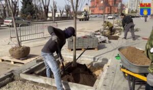 В центре Волгограда высаживают кленовую аллею