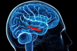 Учёные из России выяснили, как стресс влияет на работу мозга