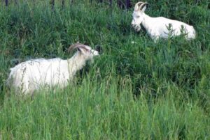 Под Волгоградом мужчина угрожал убить пастуха за выпас на его земле