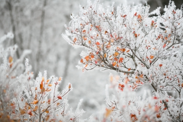 В Волгограде 13 ноября ожидается первый снег с сильным ветром