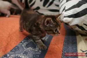 53-летний волгоградец убил месячного котёнка на глазах детей