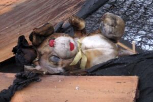 Полуторагодовалый ребёнок сгорел на глазах родителей в Михайловке