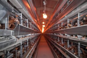 500 млн яиц в год будет производить Волгоградская область для своих потребителей