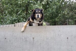 В Волгограде крупный пес откусил женщине палец