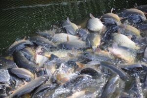 В Волгоградской области проходит операция по пресечению браконьерства