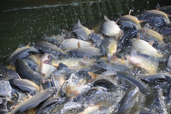 В Волгоградской области проходит операция по пресечению браконьерства